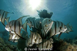 Atlantic spadefish in puerto morelos Mexico by Javier Sandoval 
